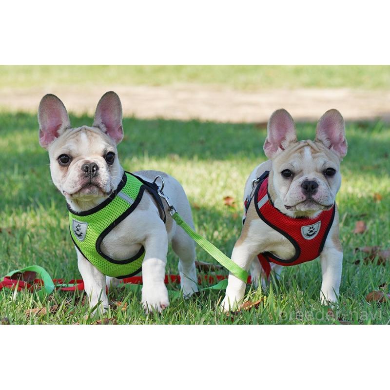 販売中の京都府のフレンチブルドッグ-405023の2枚目