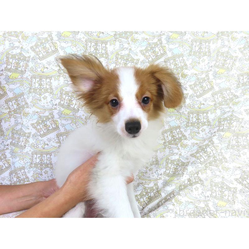 販売中の千葉県のパピヨン-400070の10枚目