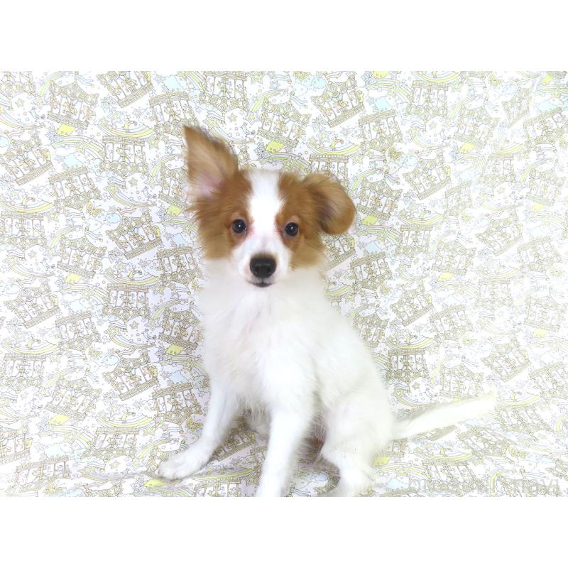 販売中の千葉県のパピヨン-400070の9枚目