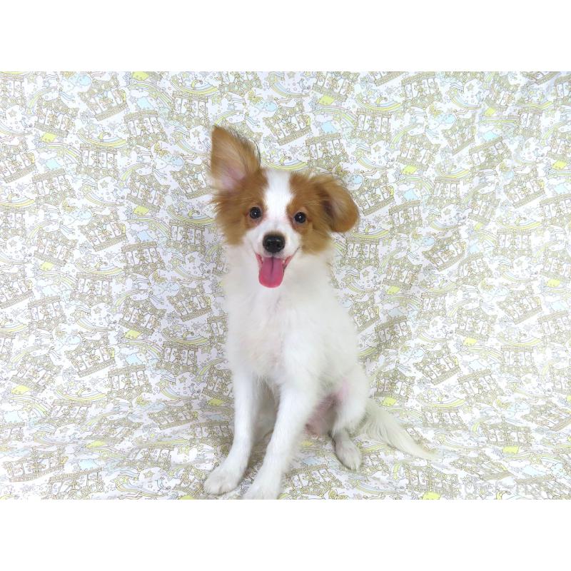 販売中の千葉県のパピヨン-400070の8枚目