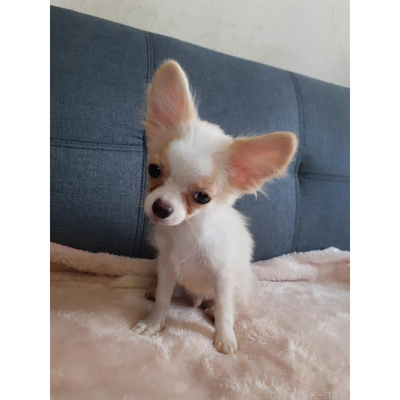 販売中の熊本県のチワワ(ロングコート)-418356の6枚目