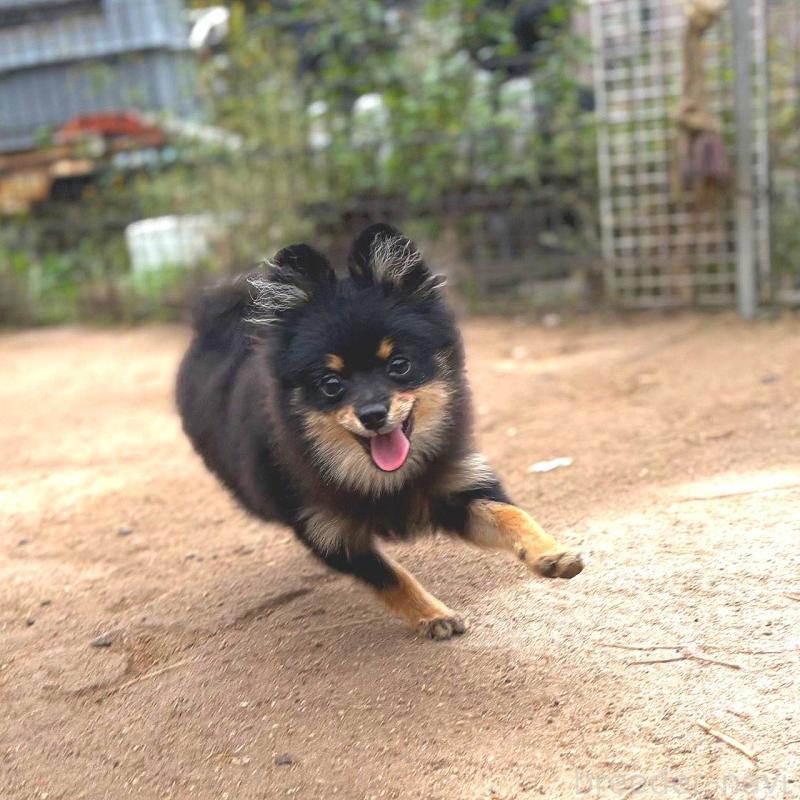 販売中の茨城県のポメラニアン-392057