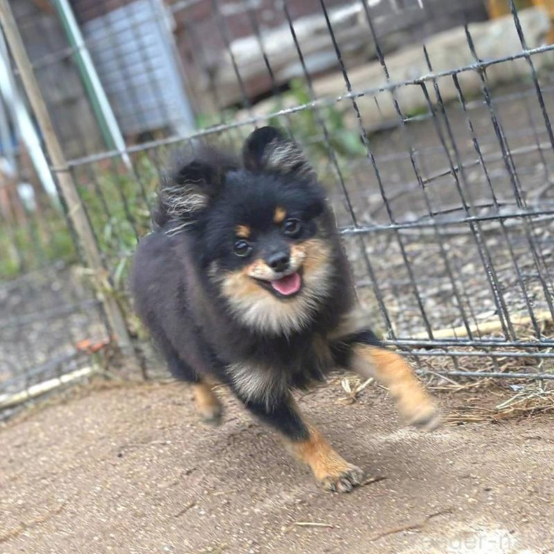 販売中の茨城県のポメラニアン-392057の14枚目