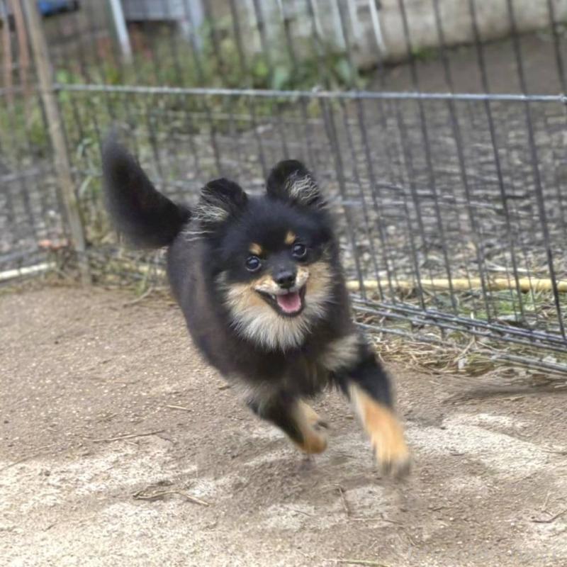 販売中の茨城県のポメラニアン-392057の13枚目