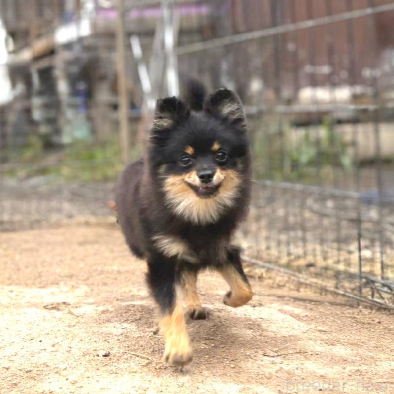 販売中の茨城県のポメラニアン-392057の12枚目