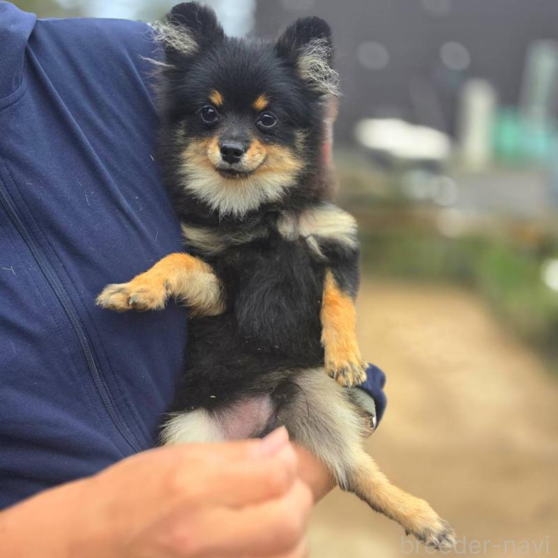 販売中の茨城県のポメラニアン-392057の11枚目