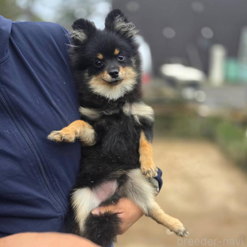 販売中の茨城県のポメラニアン-392057の10枚目