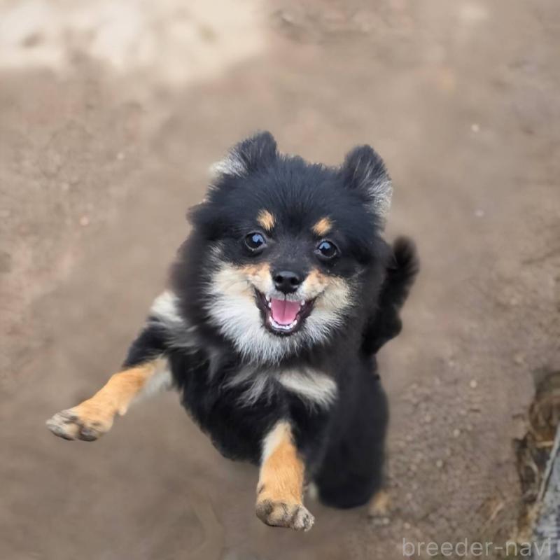 販売中の茨城県のポメラニアン-392057の9枚目