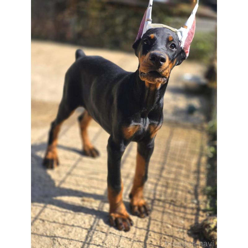 販売中の茨城県のドーベルマン-415241の23枚目