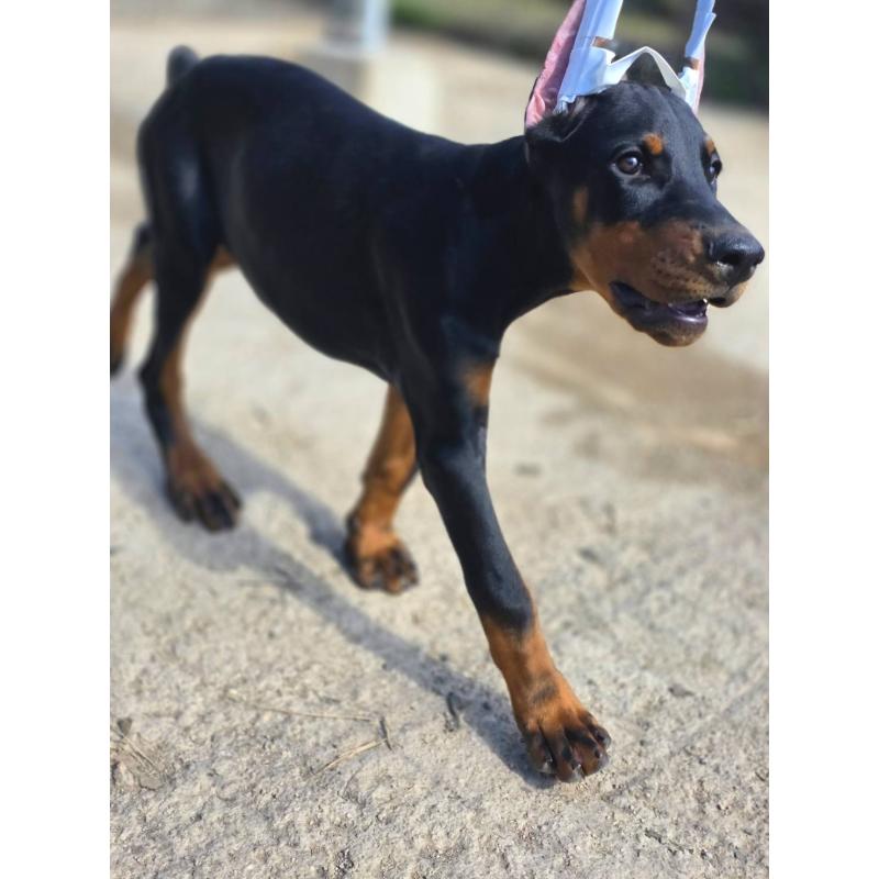 販売中の茨城県のドーベルマン-415241の22枚目