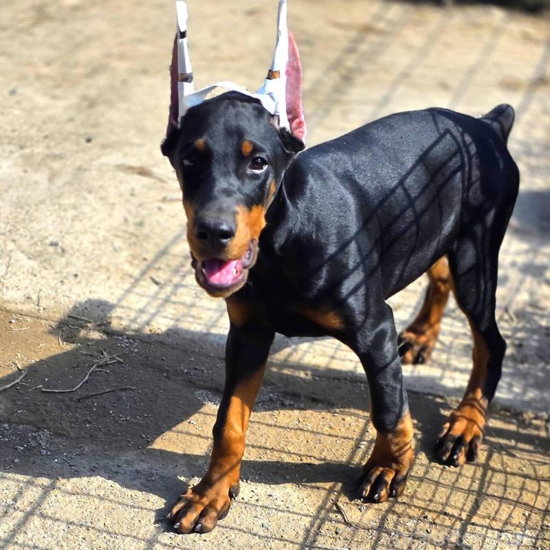 販売中の茨城県のドーベルマン-415241の21枚目