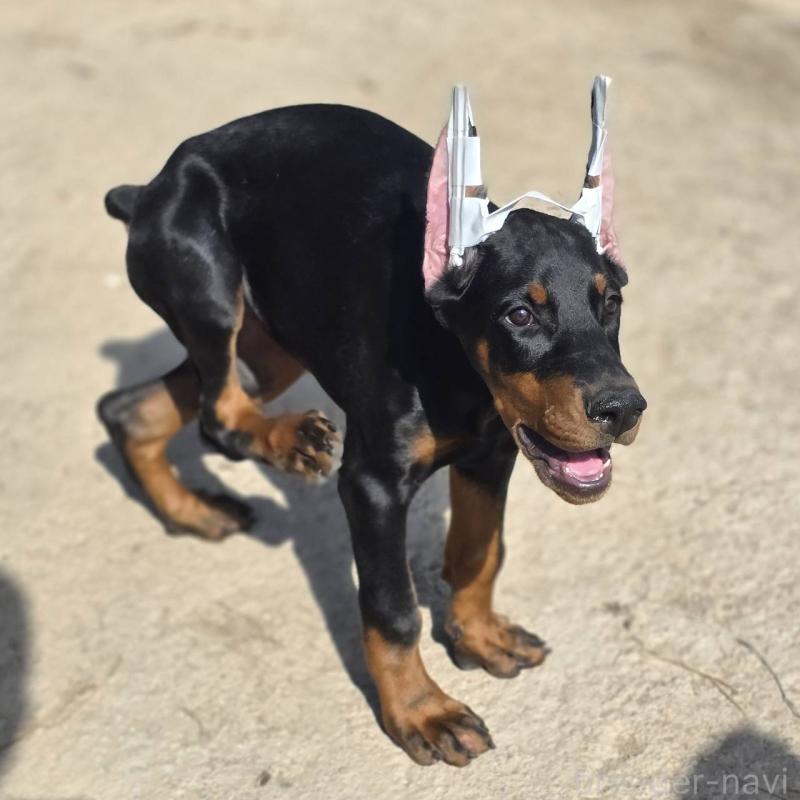 販売中の茨城県のドーベルマン-415241の19枚目