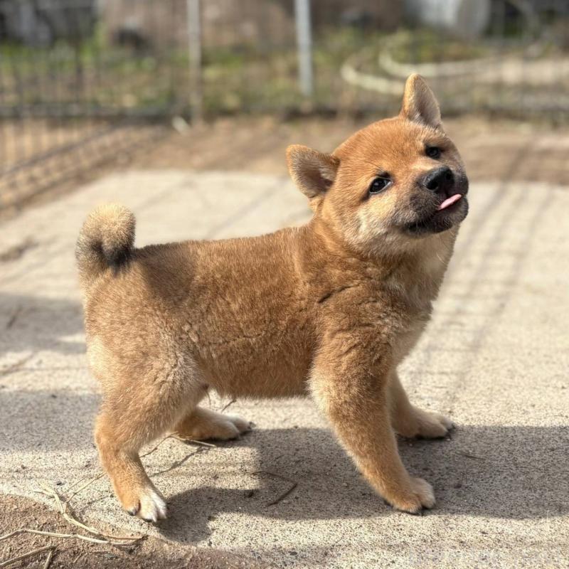 販売中の茨城県の豆柴-415246の21枚目