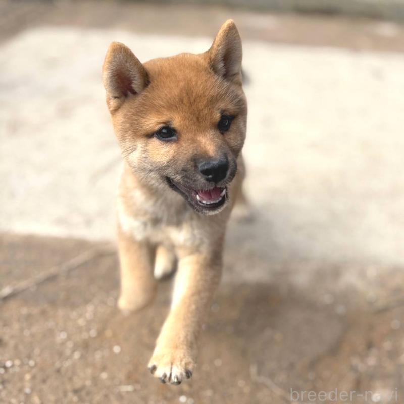 販売中の茨城県の豆柴-415246の20枚目