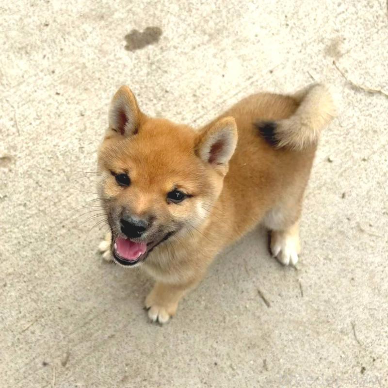 販売中の茨城県の豆柴-415246の19枚目