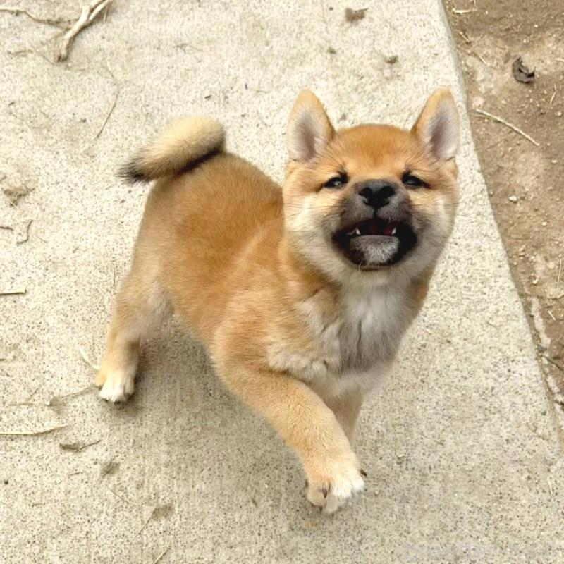 販売中の茨城県の豆柴-415246の18枚目