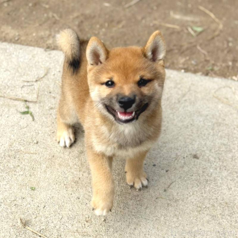 販売中の茨城県の豆柴-415246