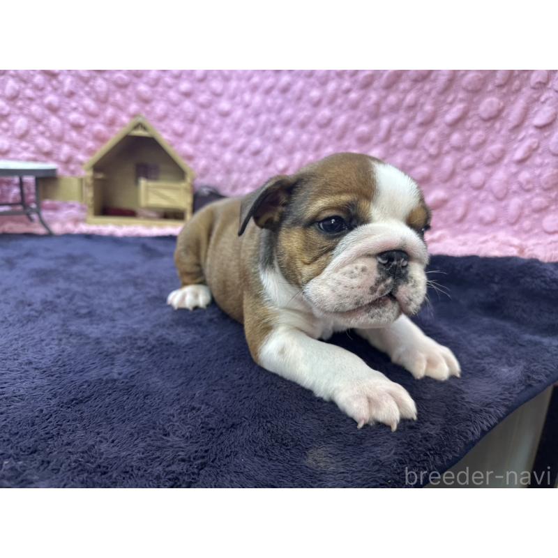 成約済の茨城県のブルドッグ-420939の21枚目