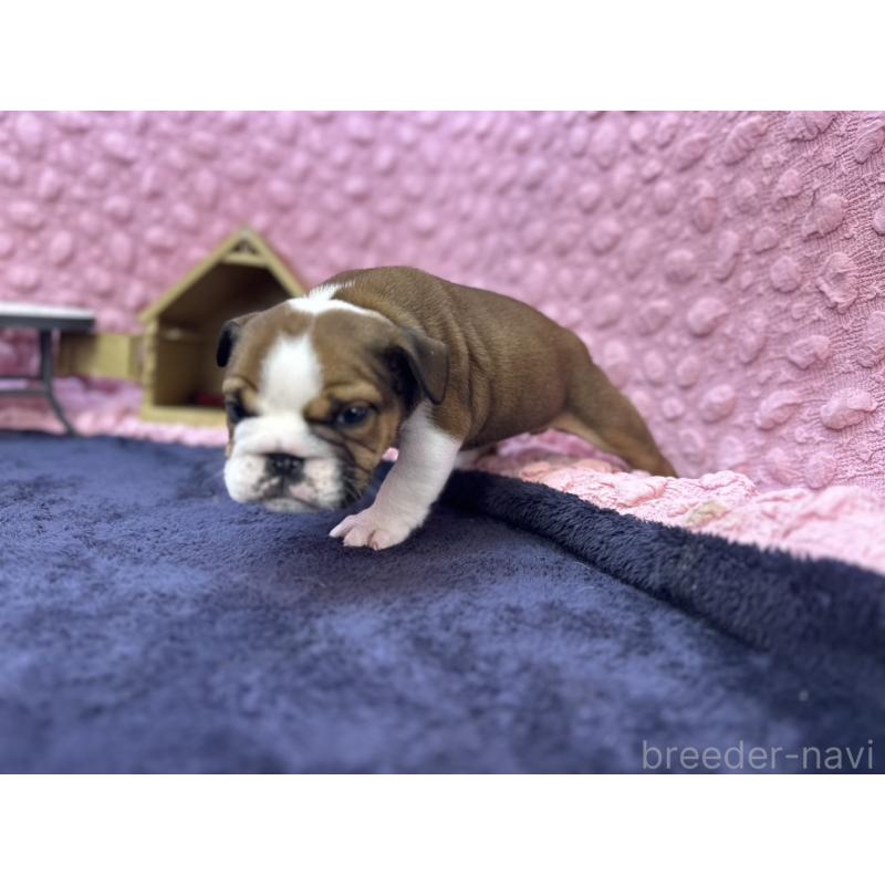 成約済の茨城県のブルドッグ-420939の20枚目