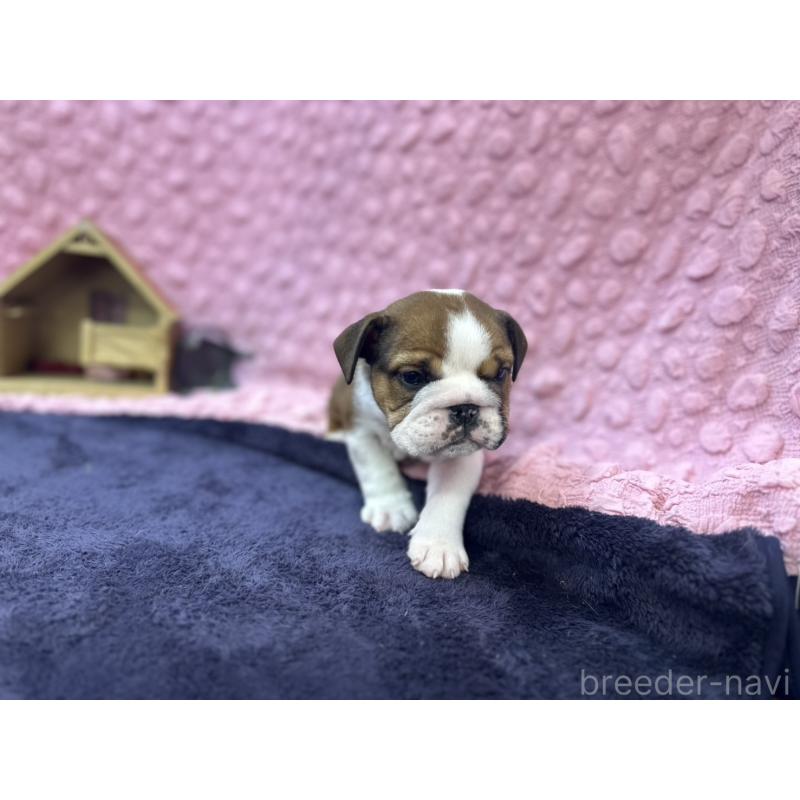 成約済の茨城県のブルドッグ-420939の19枚目