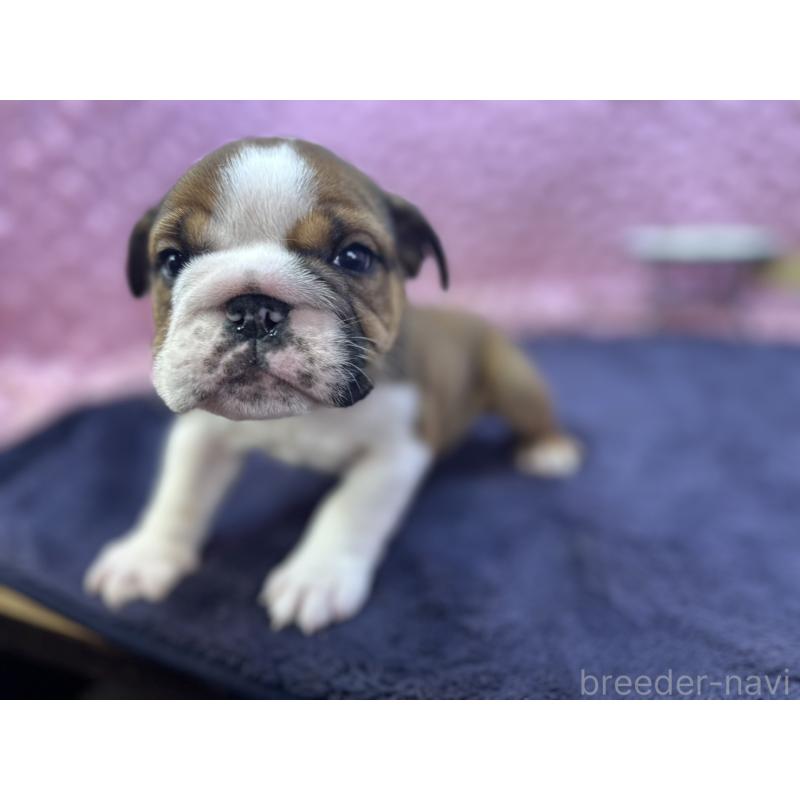 成約済の茨城県のブルドッグ-420939の18枚目