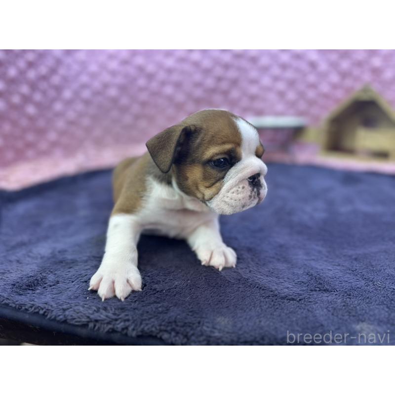 成約済の茨城県のブルドッグ-420939の17枚目