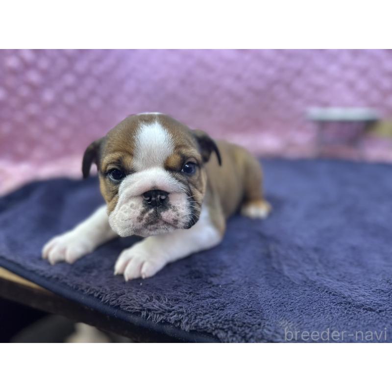 成約済の茨城県のブルドッグ-420939の14枚目