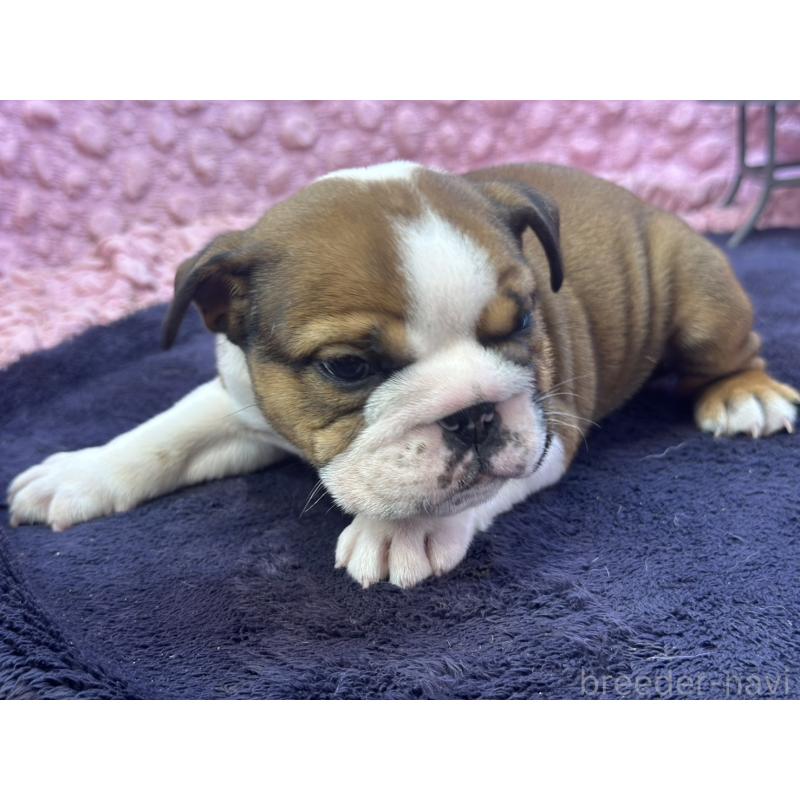 成約済の茨城県のブルドッグ-420939の12枚目