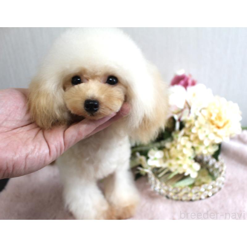 販売中の茨城県のティーカッププードル-368692の4枚目