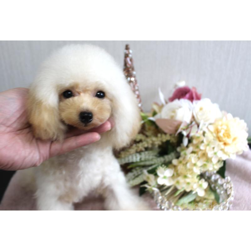 販売中の茨城県のティーカッププードル-368692の3枚目