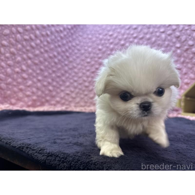 販売中の茨城県のペキニーズ-422224の13枚目
