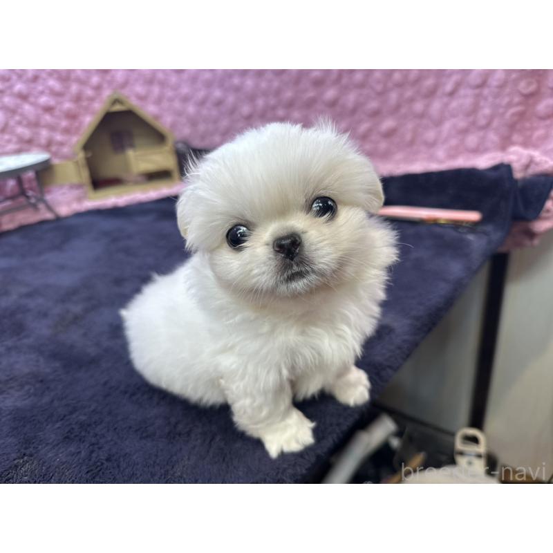 販売中の茨城県のペキニーズ-422224の11枚目