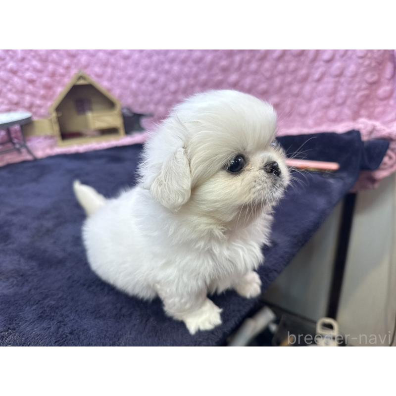 販売中の茨城県のペキニーズ-422224の10枚目