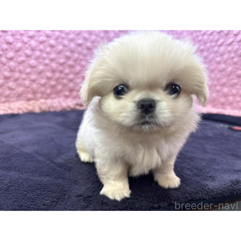 販売中の茨城県のペキニーズ-422224の5枚目
