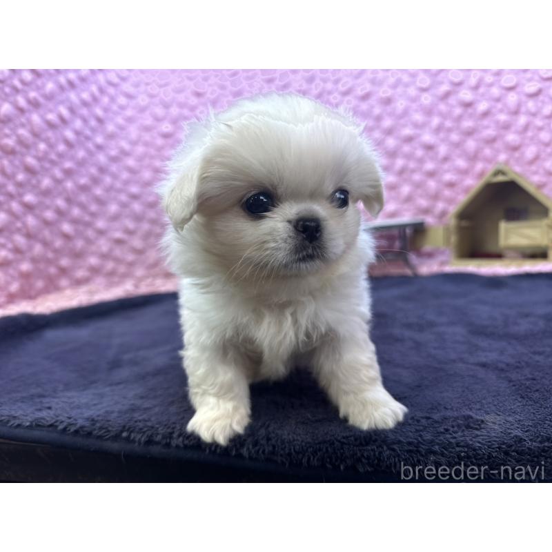 販売中の茨城県のペキニーズ-422224の1枚目