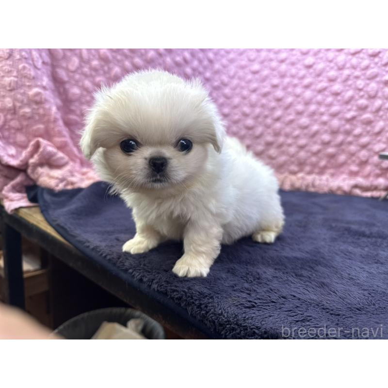 販売中の茨城県のペキニーズ-422224の4枚目