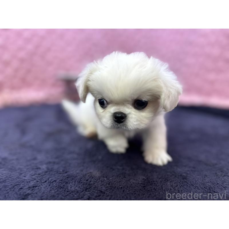 販売中の茨城県のペキニーズ-422226の11枚目