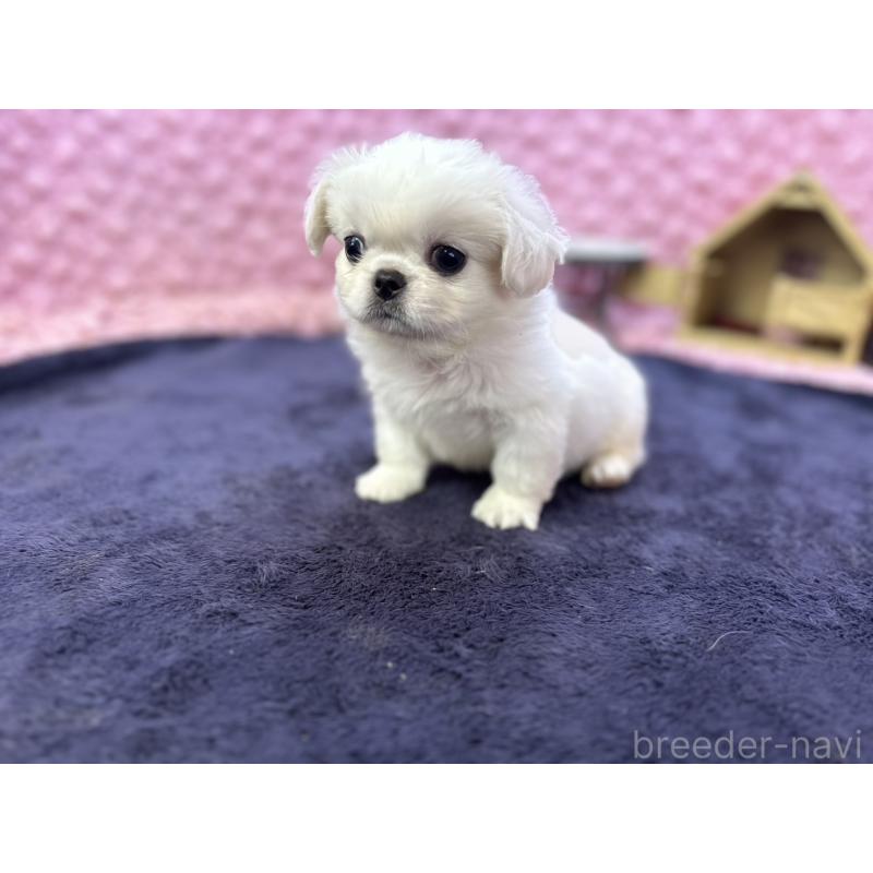 販売中の茨城県のペキニーズ-422226