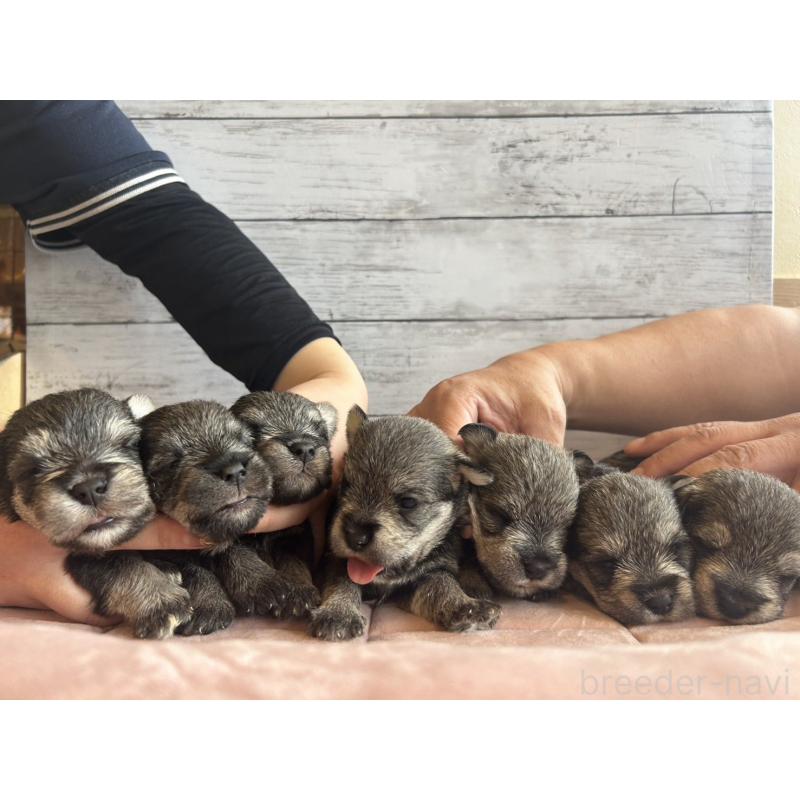 販売中の北海道のマルシュナ:マルチーズ×ミニチュアシュナウザー-422227の3枚目