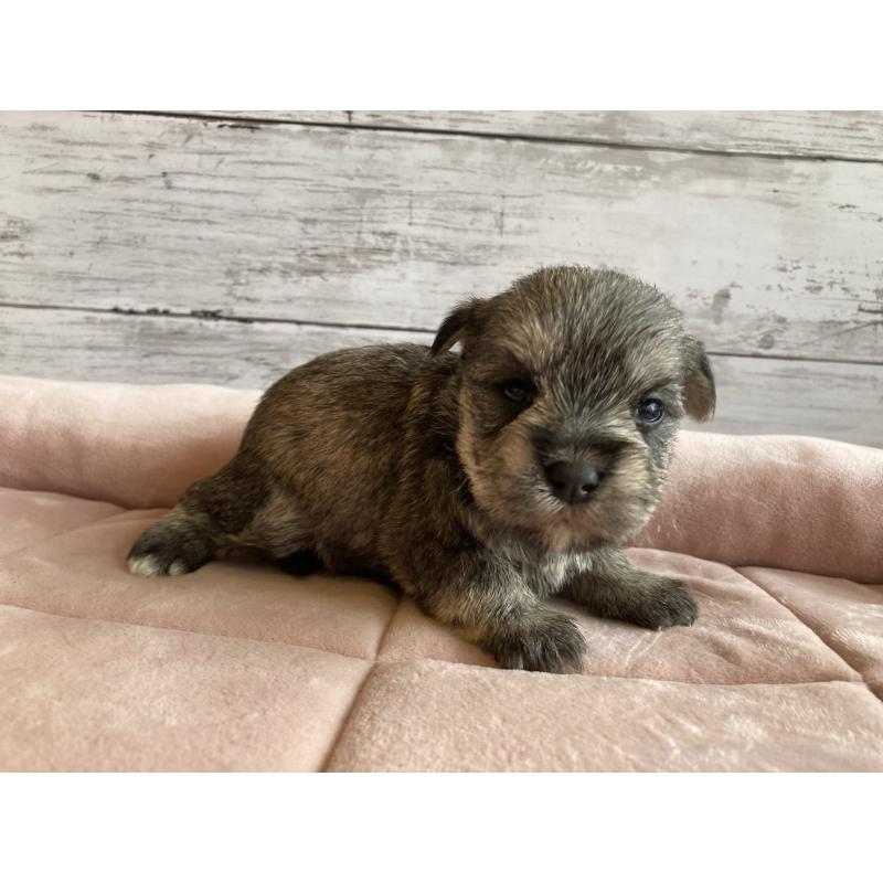 販売中の北海道のマルシュナ:マルチーズ×ミニチュアシュナウザー-422228の3枚目