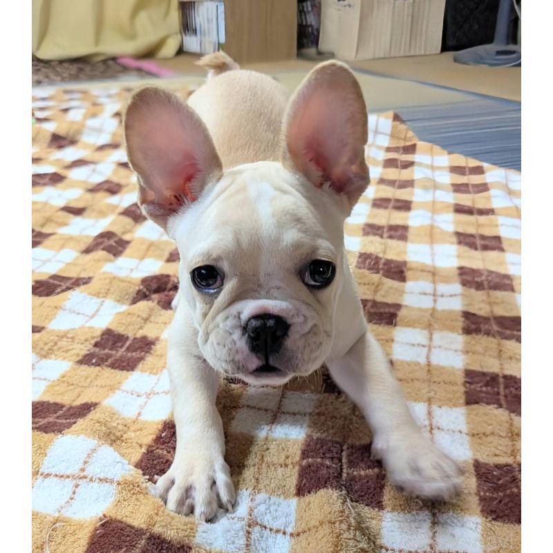 販売中の愛媛県のフレンチブルドッグ-412306の21枚目