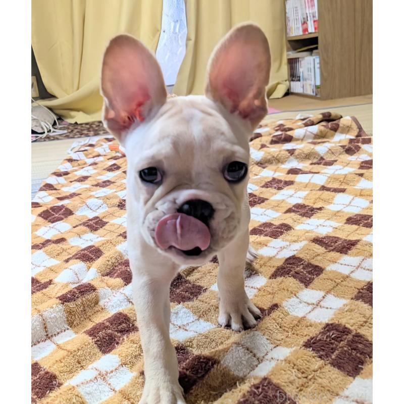 販売中の愛媛県のフレンチブルドッグ-412306の20枚目