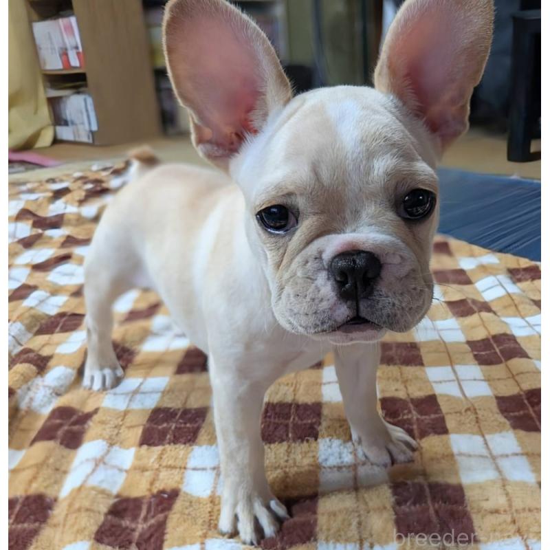 販売中の愛媛県のフレンチブルドッグ-412306の19枚目