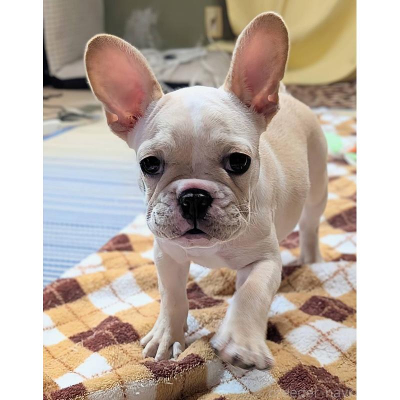 販売中の愛媛県のフレンチブルドッグ-412306の18枚目