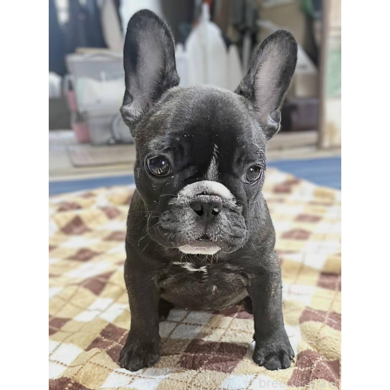 販売中の愛媛県のフレンチブルドッグ-412301の26枚目