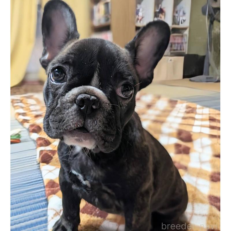 販売中の愛媛県のフレンチブルドッグ-412301