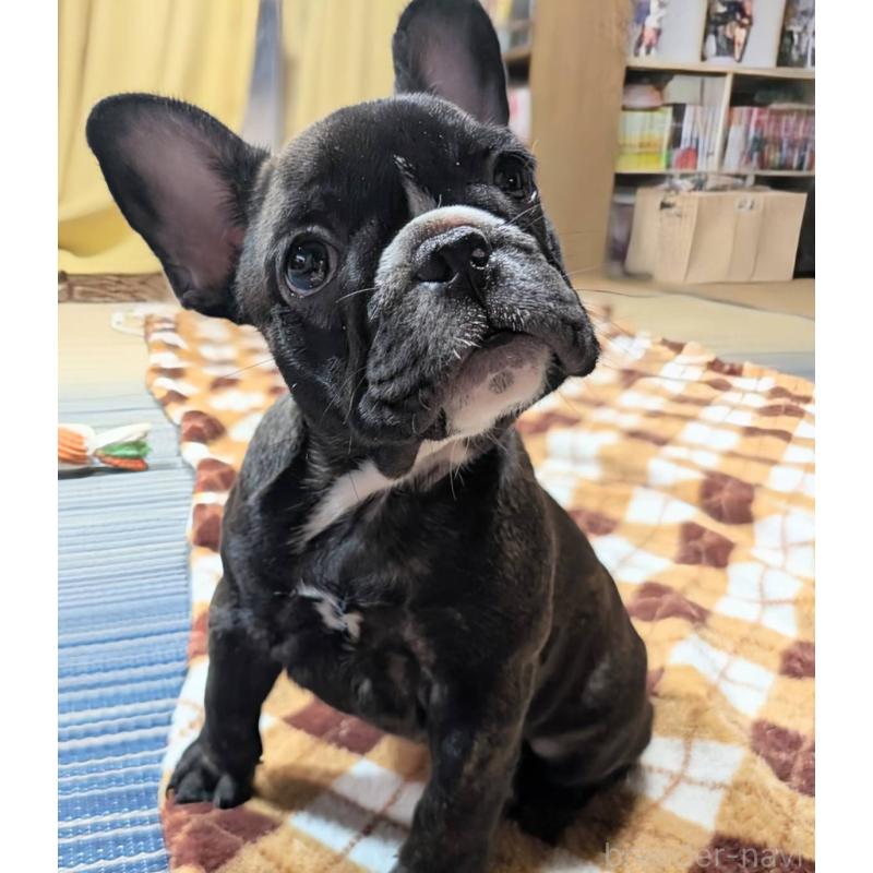 販売中の愛媛県のフレンチブルドッグ-412301の22枚目