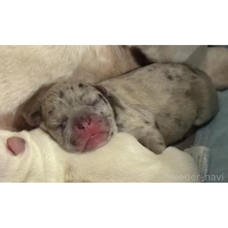 販売中の沖縄県のフレンチブルドッグ-422231の3枚目