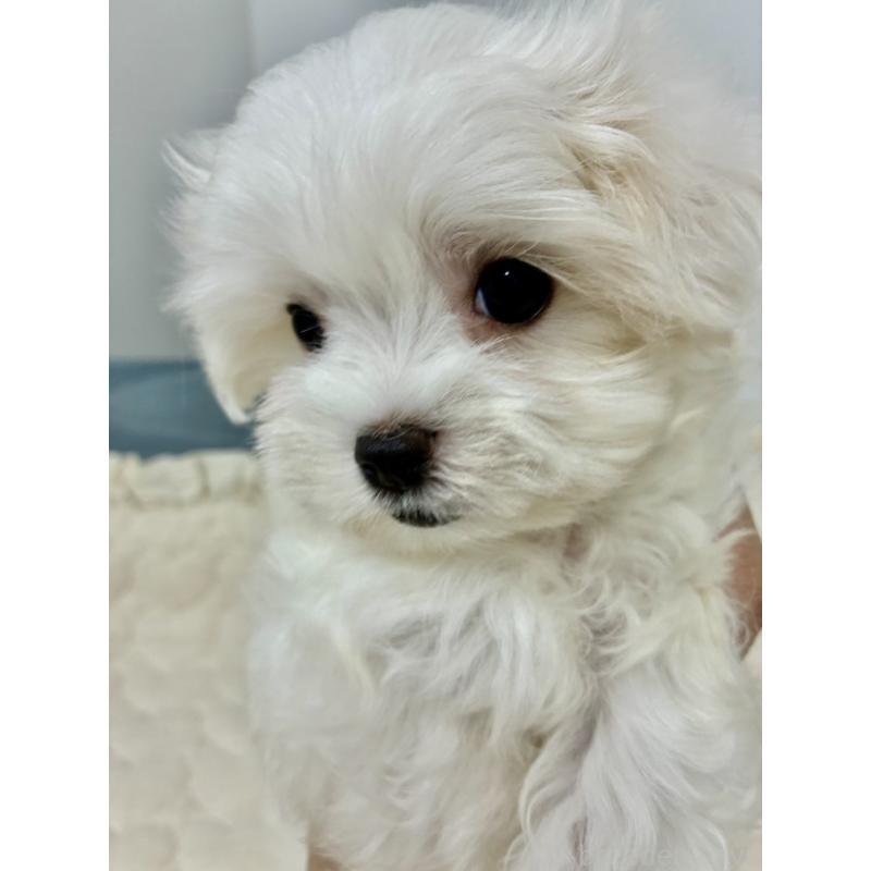 販売中の大阪府のマルチーズ-415764の4枚目