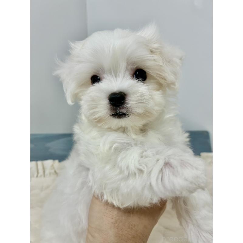 販売中の大阪府のマルチーズ-415764の2枚目